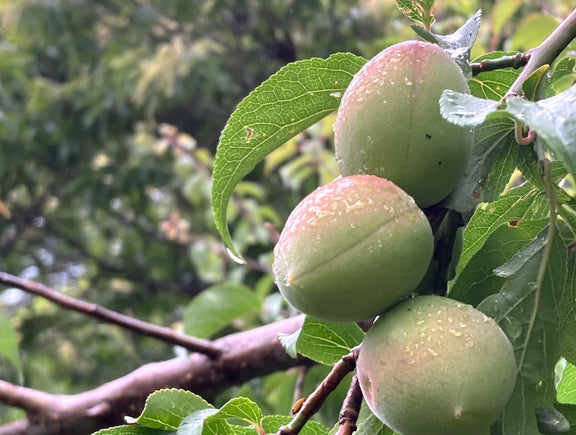 青梅 梅仕事 梅酒 梅シロップ 自然農法