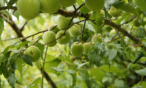 青梅 梅シロップ 梅仕事 梅酒 手作り 自然農法