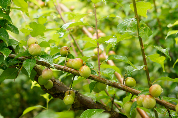 青梅 梅仕事 梅仕事 梅シロップ 自然農法 手もぎ 採れたて