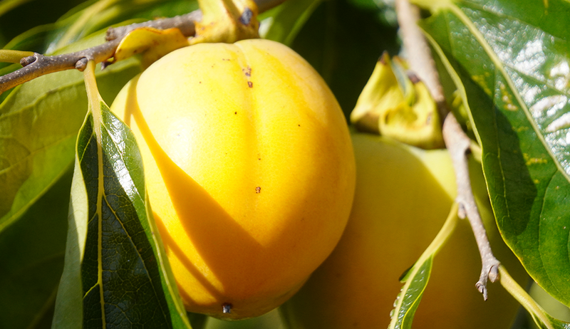 合わせ柿 贈答用【2.5kg】