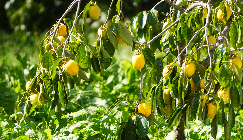 合わせ柿個包装【1個】