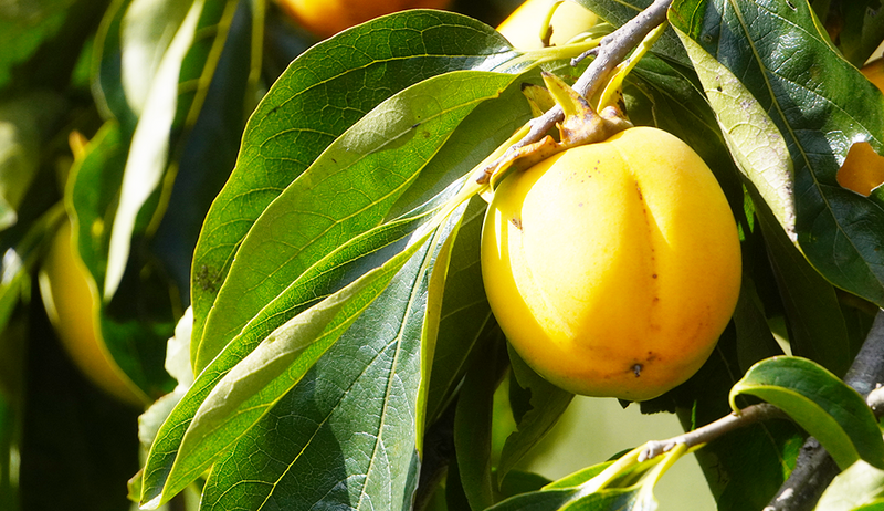 合わせ柿 贈答用【2.5kg】