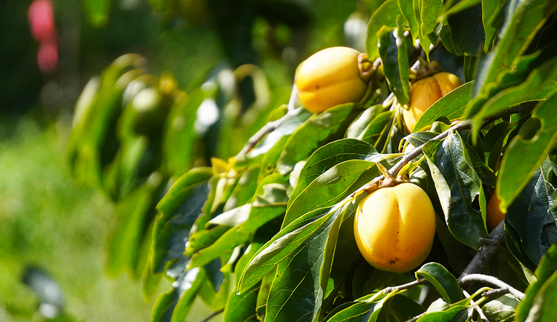 合わせ柿 贈答用【5kg】