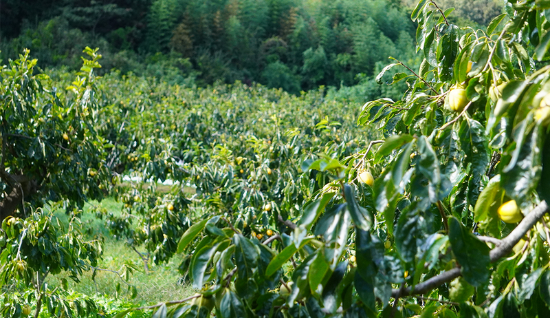 合わせ柿 贈答用【2.5kg】