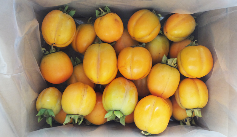 合わせ柿 規格外【5kg】