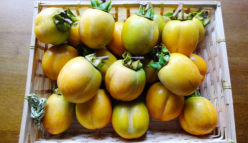 干し柿用 渋柿(西条柿)【5kg】