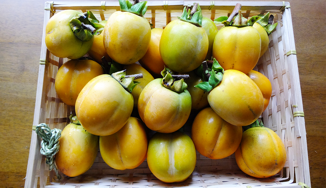 干し柿用 渋柿(西条柿）【5kg】 – 佐々木農園